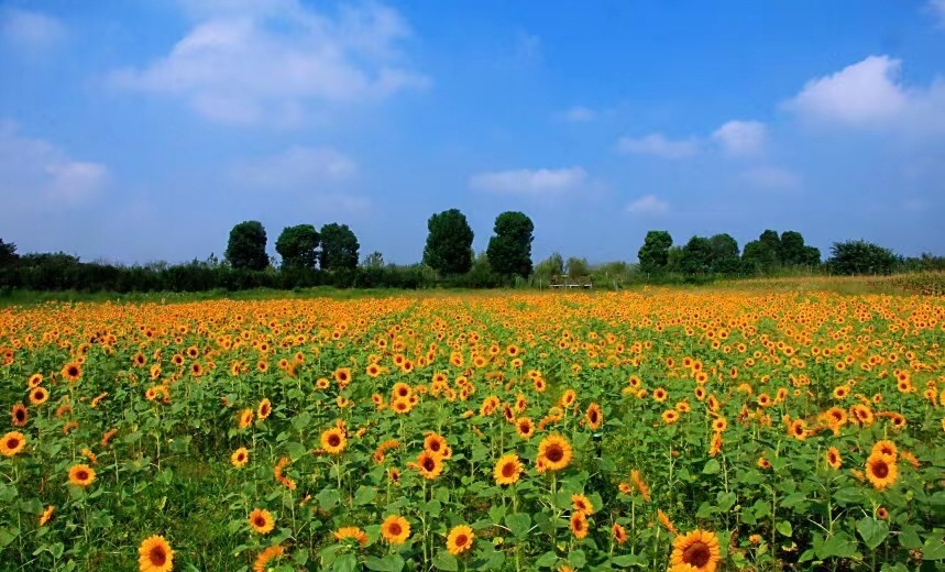 9月11日白兔镇伏热花海庄园实景