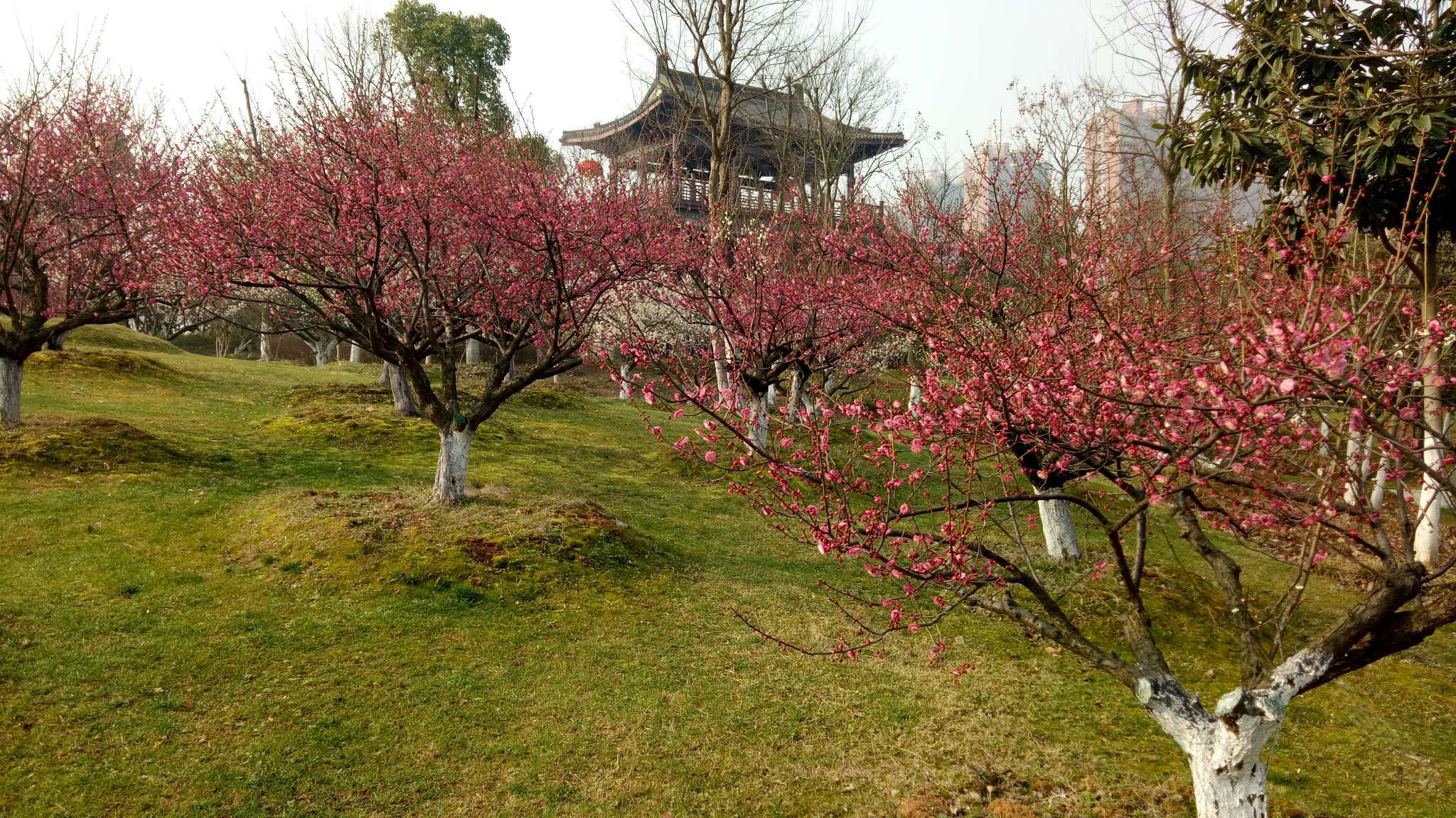 句容梅花山"贾纪山"公园