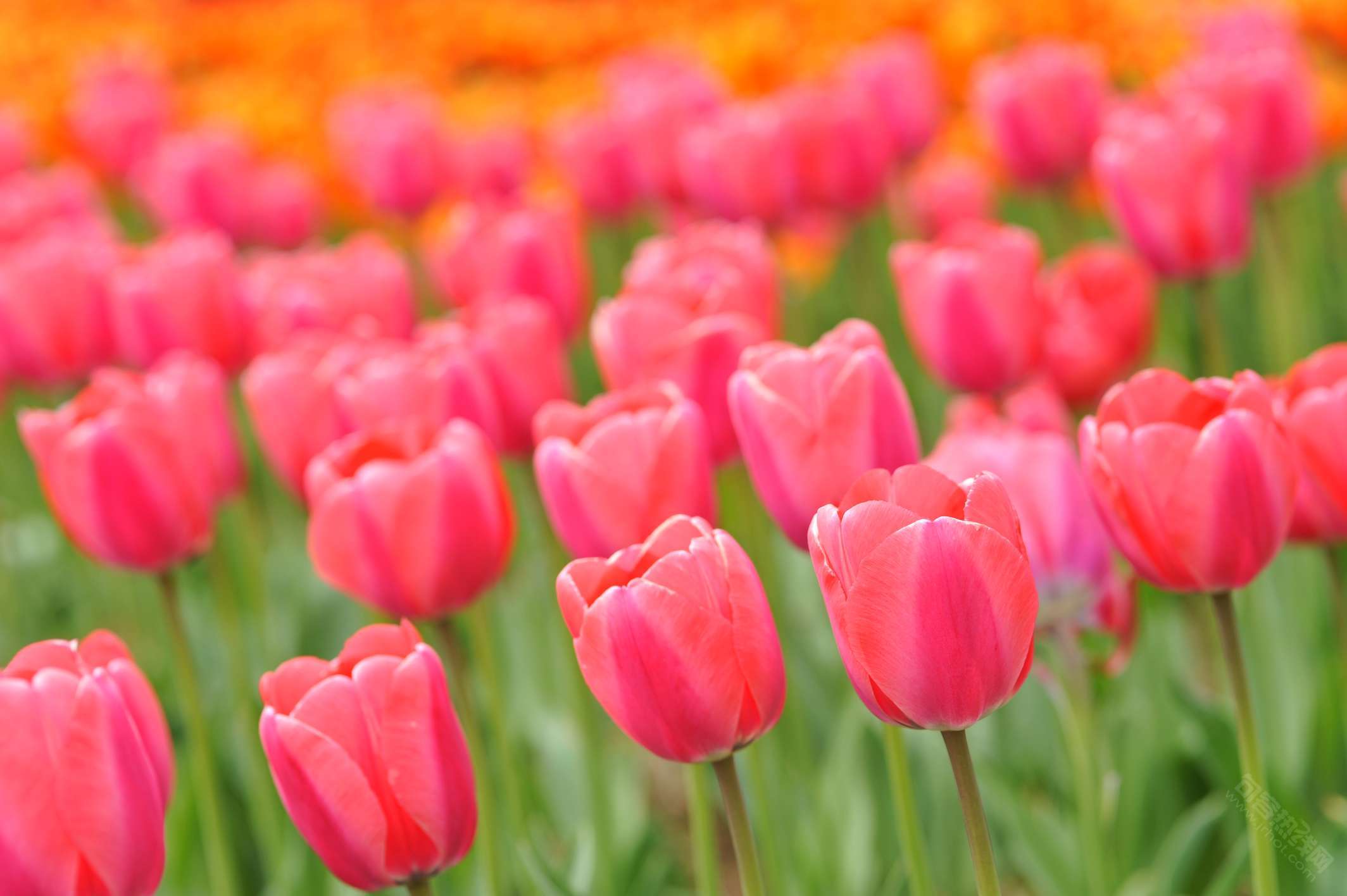 岩藤农场郁金香花海