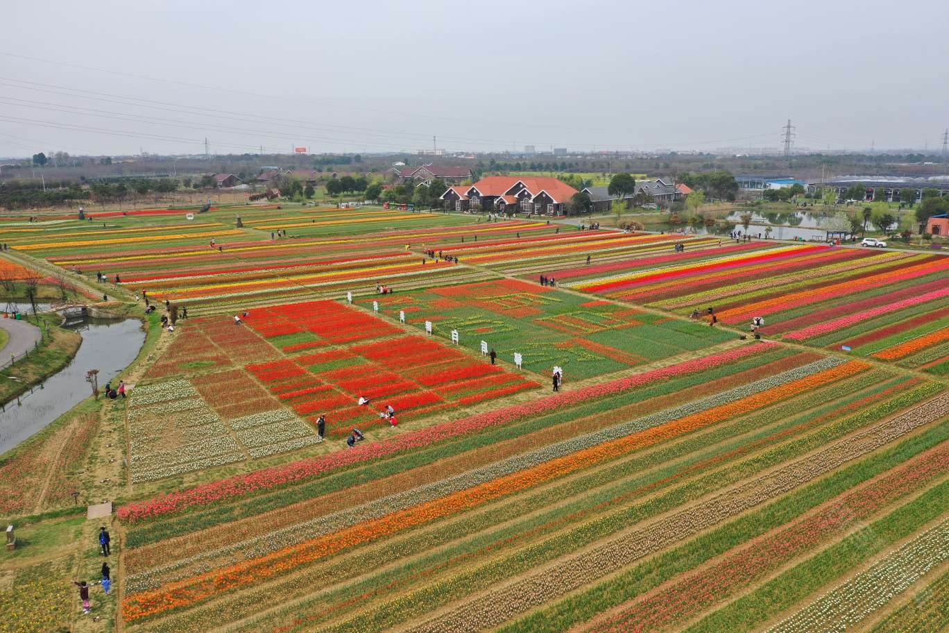 岩藤农场郁金香花海