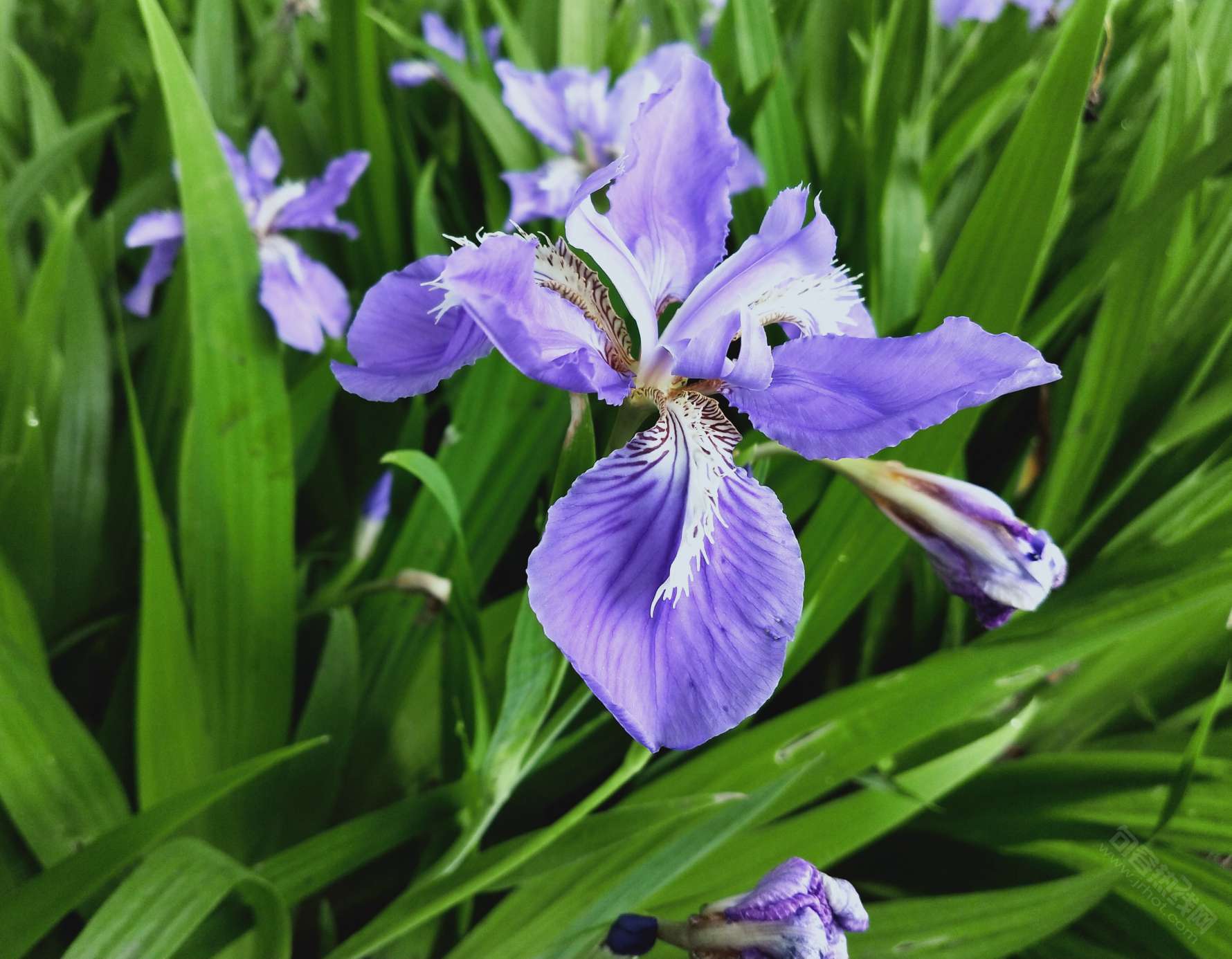 房家坝的菖蒲花