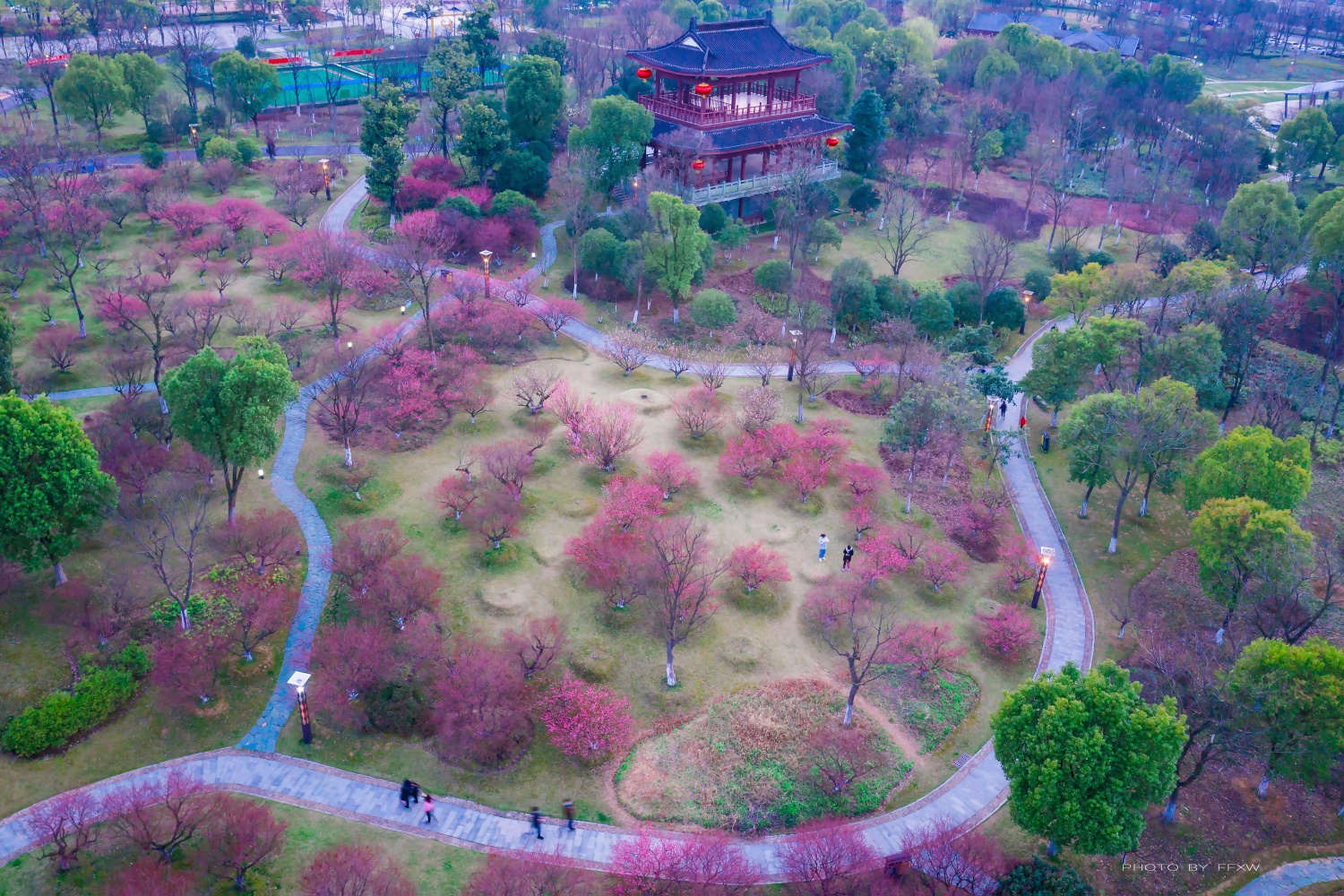 贾纪山公园春暖花开,梅花竞相开放!(优酷视频)