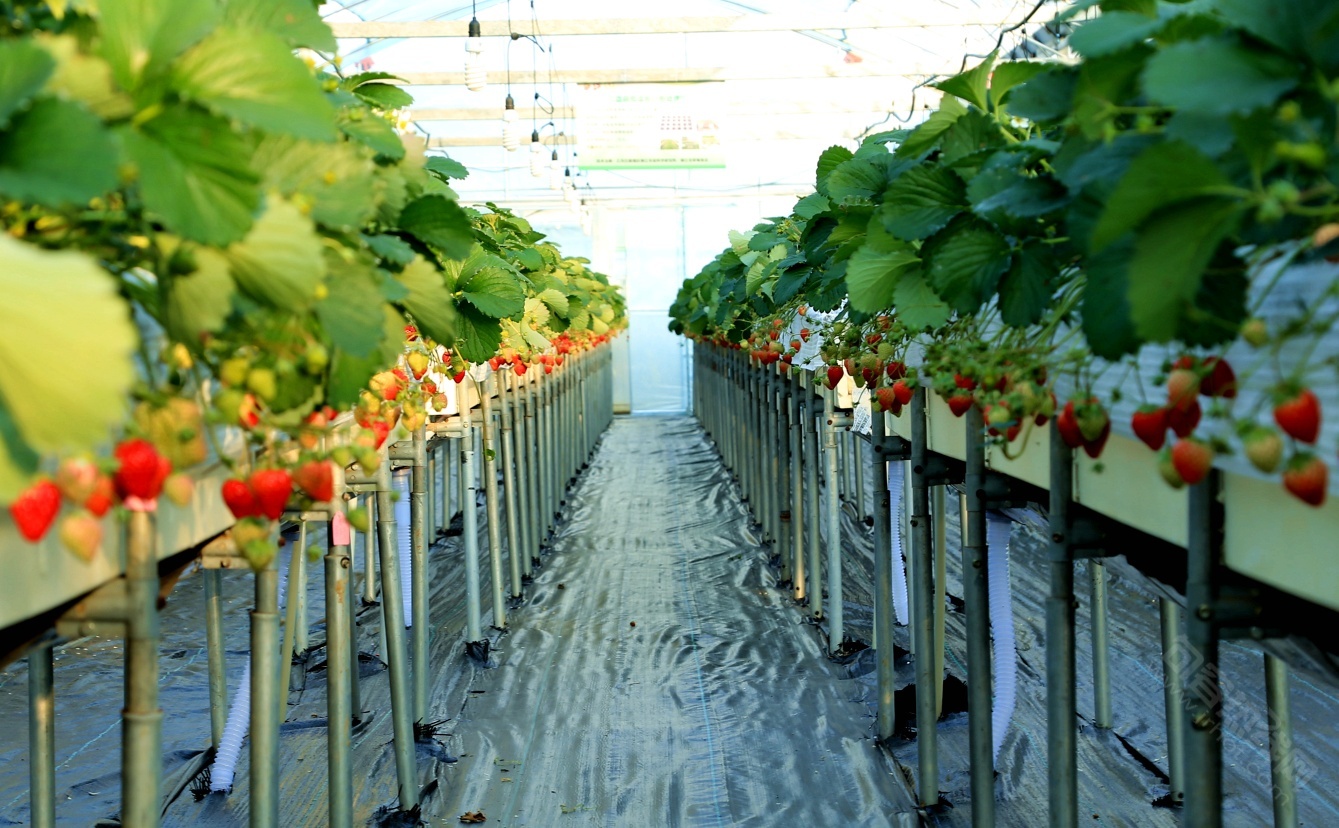 句容白兔草莓熟了