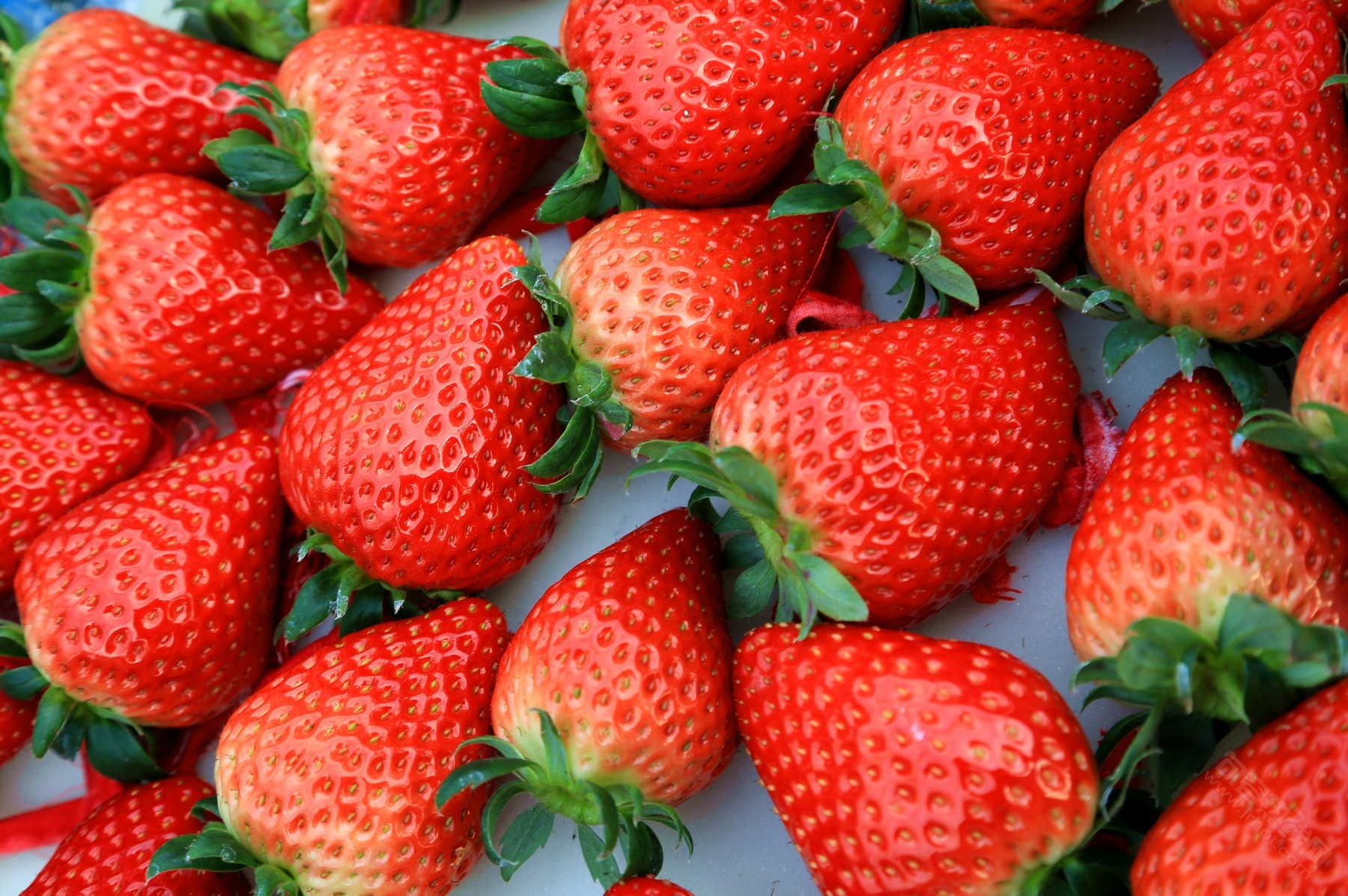 句容白兔草莓熟了