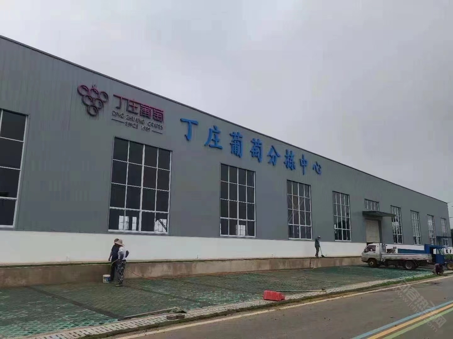 句容丁庄葡萄熟了今天首发南京盒马