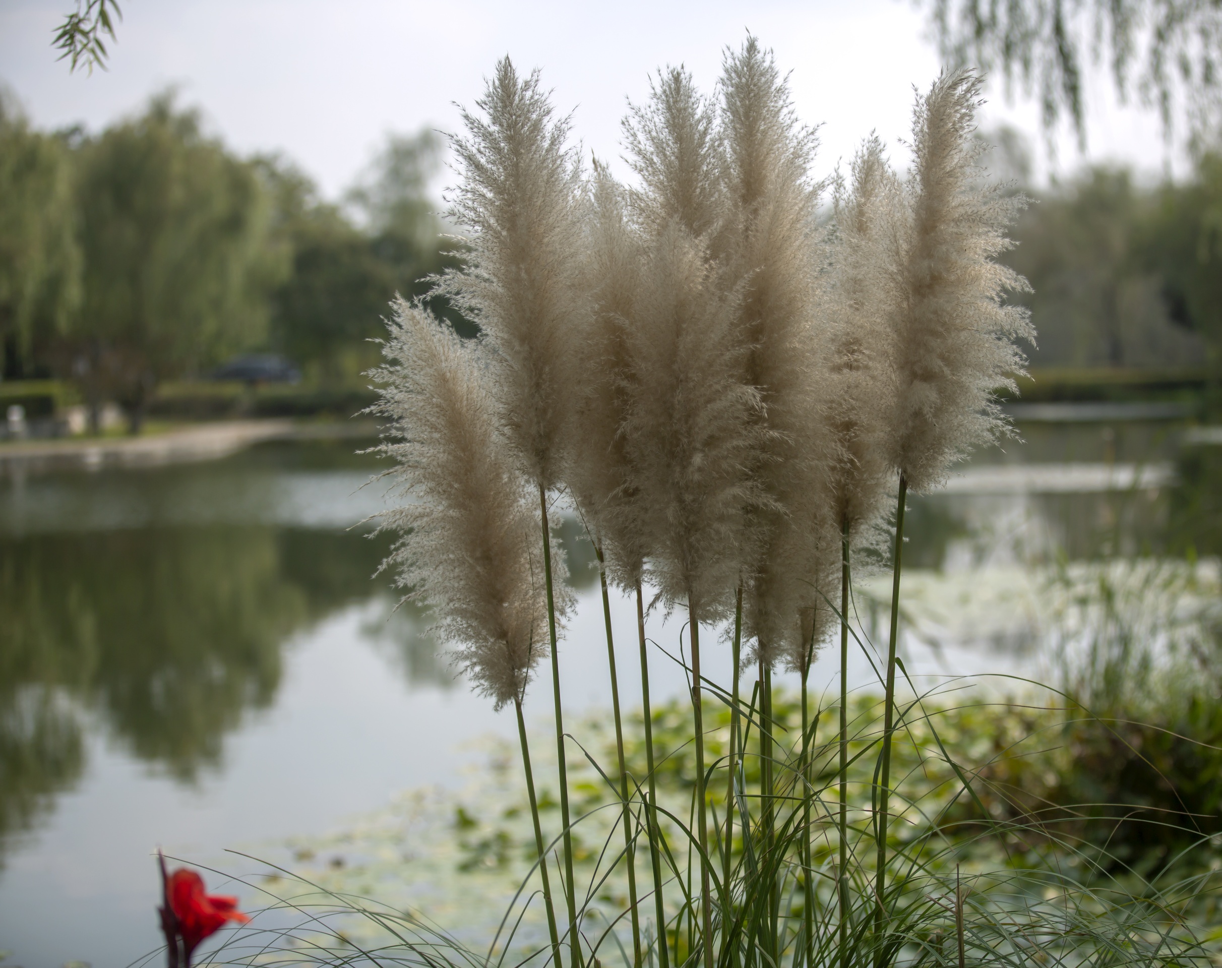 芦苇和蒲苇的图片图片